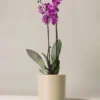 phalaenopsis orchid plant - Pink